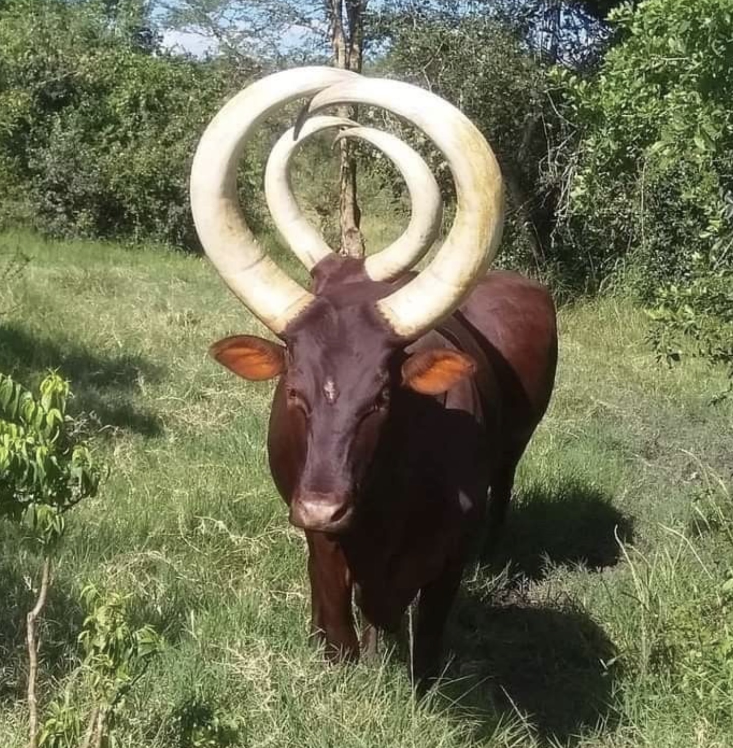 ox